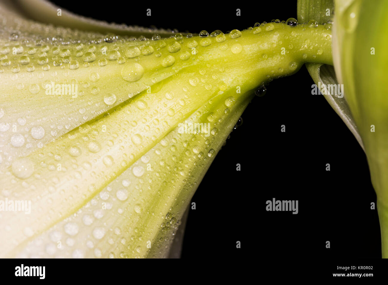 Amaryllis blossom Foto Stock