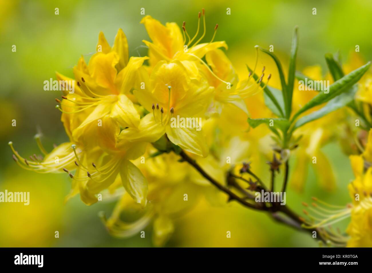 Il giallo dei fiori di rododendro / giallo / fiori di rododendro Foto Stock