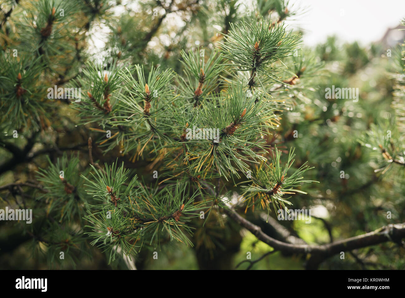 Closeup fresco verde rami di pino e poco profonda focus Foto Stock