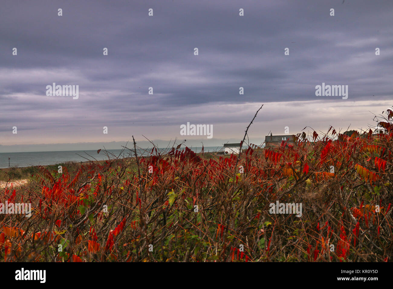 Purple Haze su rosso litorale, Kingsdown Foto Stock