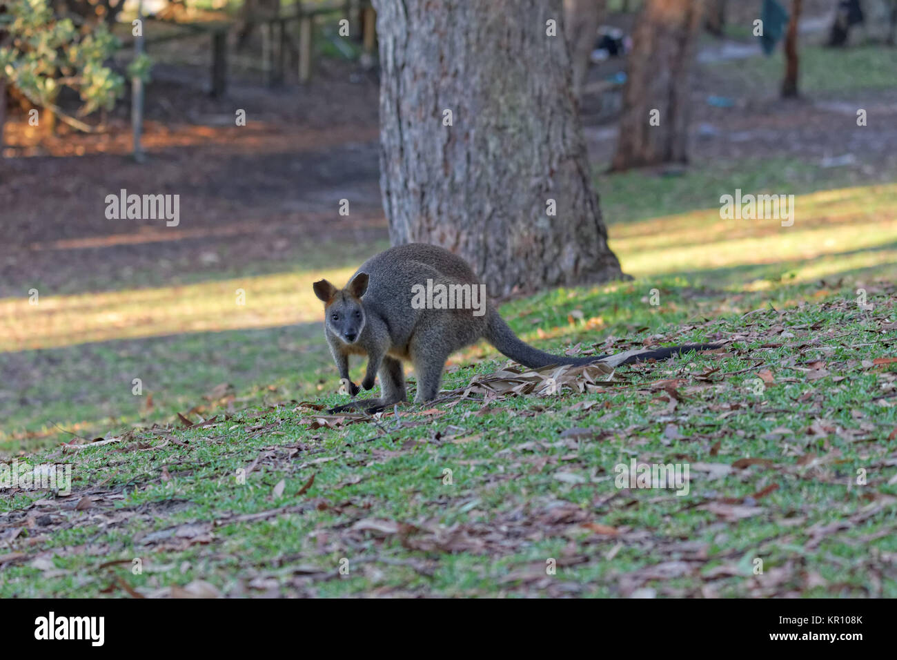 Swamp wallaby Foto Stock