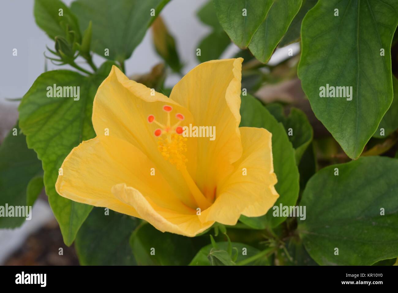 Fiori di ibisco in giallo,un vecchio nome tedesco marshmallow Foto Stock