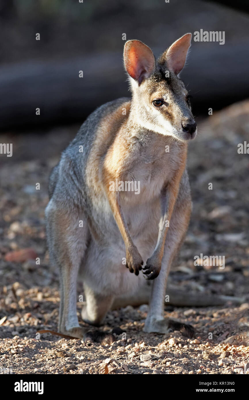Swamp wallaby Foto Stock