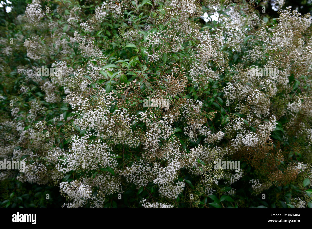 Ageratina ligustrina,ligustro-lasciava ageratina, ligustro-lasciava snakeroot,evergreen,arbusto,arbusti,bianco,fiore,fiori,fioritura,prolifico,RM Floral Foto Stock