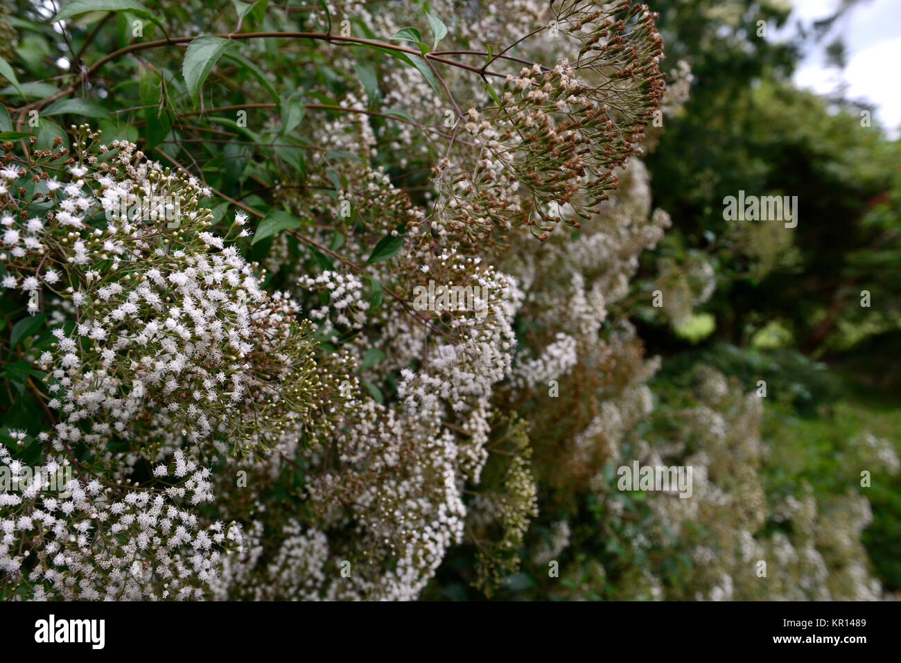 Ageratina ligustrina,ligustro-lasciava ageratina, ligustro-lasciava snakeroot,evergreen,arbusto,arbusti,bianco,fiore,fiori,fioritura,prolifico,RM Floral Foto Stock