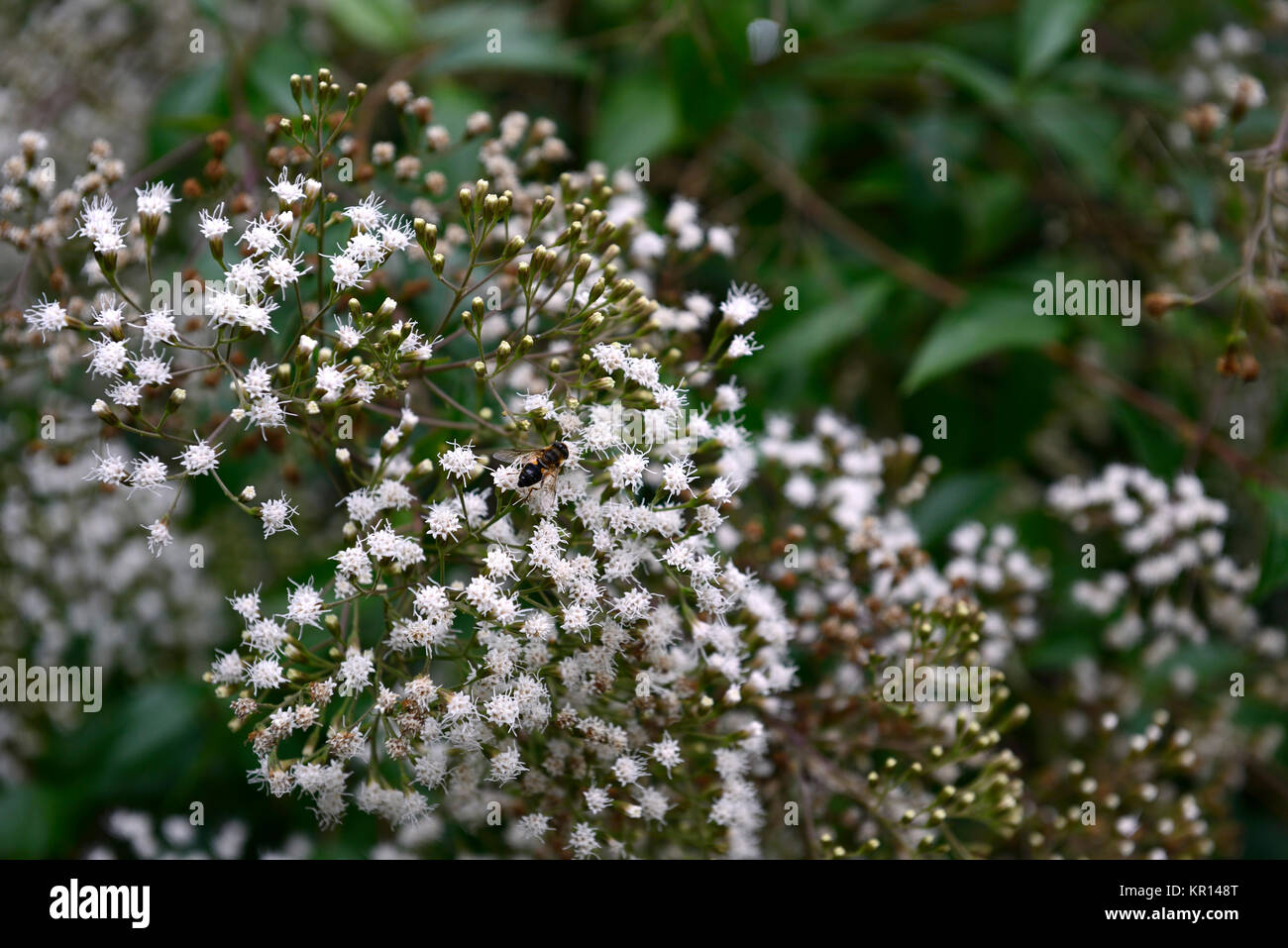 Ageratina ligustrina,ligustro-lasciava ageratina, ligustro-lasciava snakeroot,evergreen,arbusto,arbusti,bianco,fiore,fiori,fioritura,prolifico,RM Floral Foto Stock