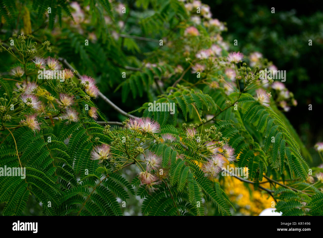 Albizia julibrissin, persiano albero di seta, seta ,setoso,fiori,fiore,fioritura, alberi lascia,fogliame, esotica,bi-pinnate,composto fogliame,RM Floral Foto Stock