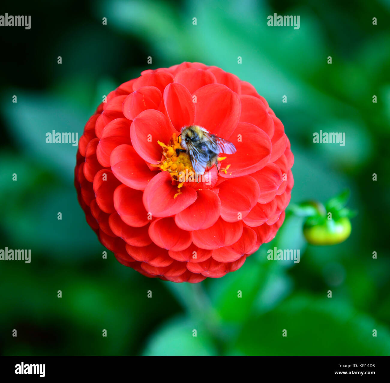 Dahlia Kochelsee,pompon,rosso,profondo rosso,fiore,fiori,fioritura,dalie,RM Floral Foto Stock
