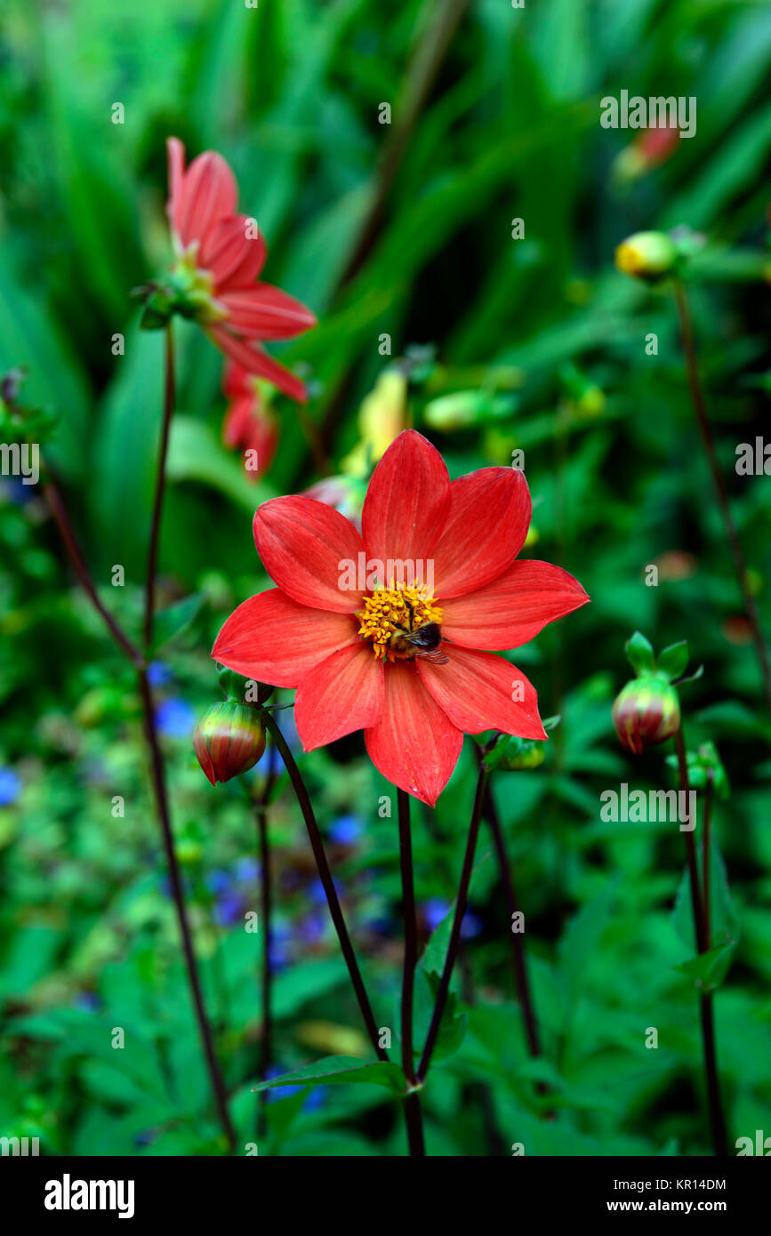 Dahlia,fiore,arancio-rosso,l'unico,dalie,fiori,fioritura,hybrid,cresciute da seme Foto Stock