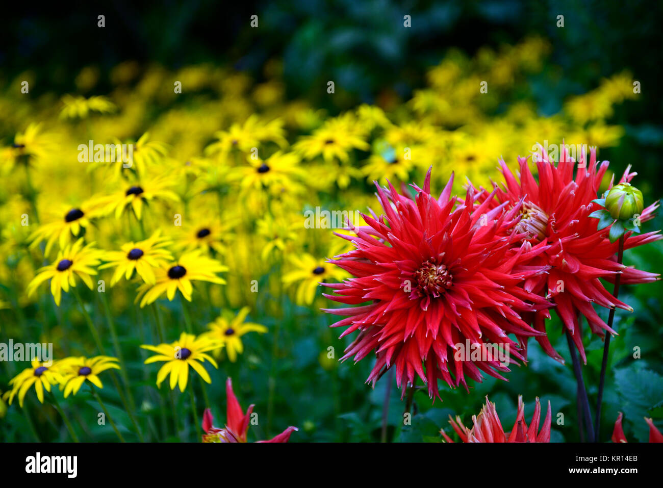 Dahlia mostra 'n' Dillo ad,di grandi dimensioni,Fimbriated,arancio, rosso,giallo,rudbeckia,rudbeckias,fiore,fiori,fioritura,dalie,RM Floral Foto Stock