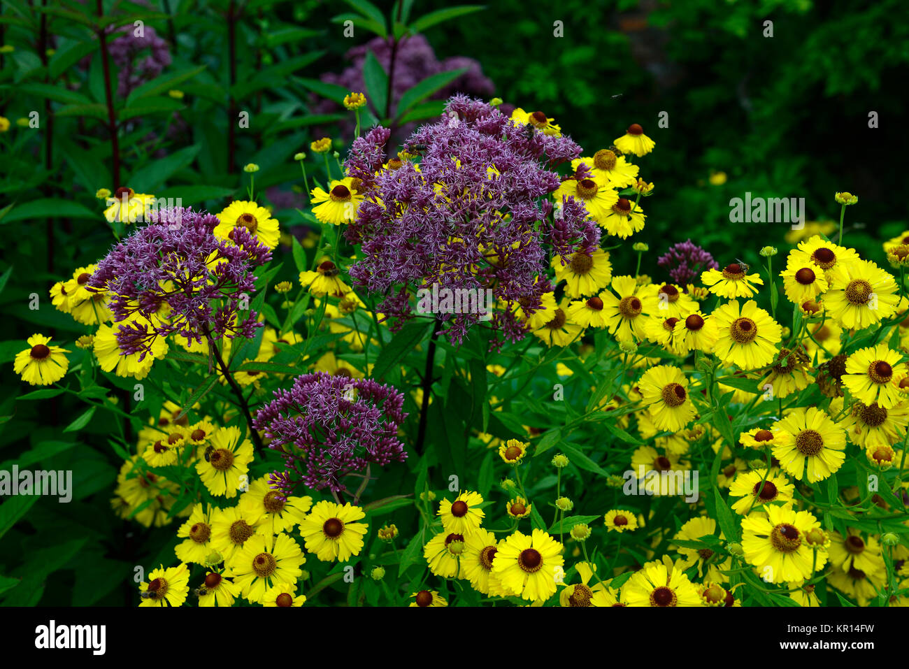 Eupatorium maculatum Atropurpureum gruppo,joe pye weed,malva-fiori di colore rosa,steli viola,helenium il vescovo,giallo,fiori,fioritura,amichevole di insetto, ga Foto Stock