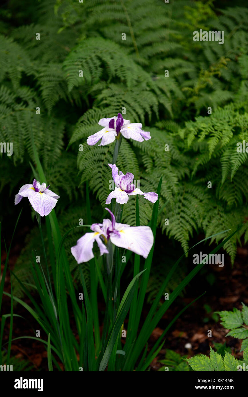 Iris ensata Fortune, giapponese iris d'acqua,bianco,viola,iridi,moist,l'acqua,amorevole pondside,piscina,giardino,giardino,fiore,fiori nel,fioritura,RM Floral Foto Stock