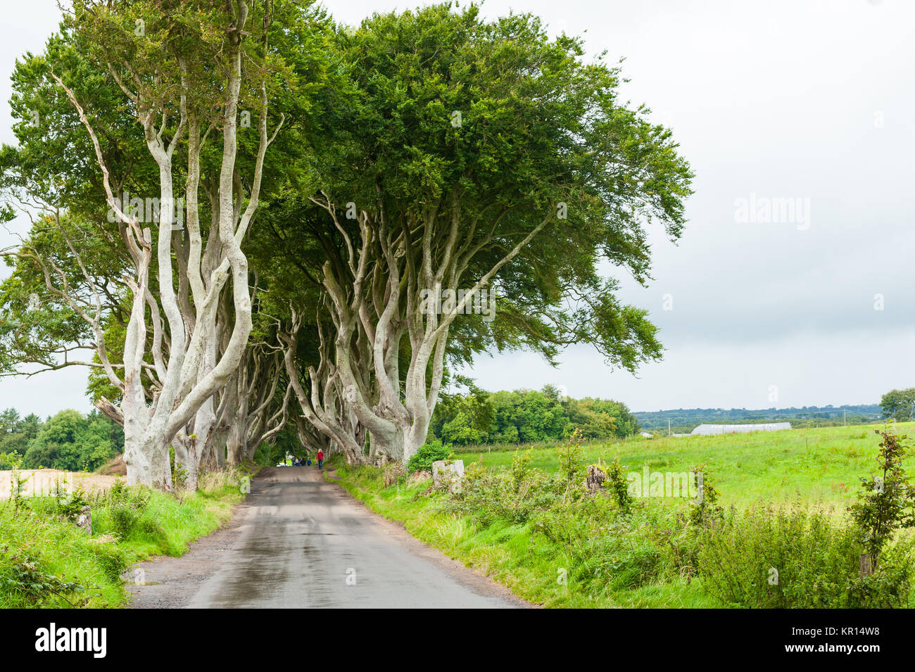 Il Dark siepi, un bellissimo viale di faggi è stato piantato dalla famiglia degli Stuart nel XVIII secolo. Ballymoney County Antrim, Irel settentrionale Foto Stock