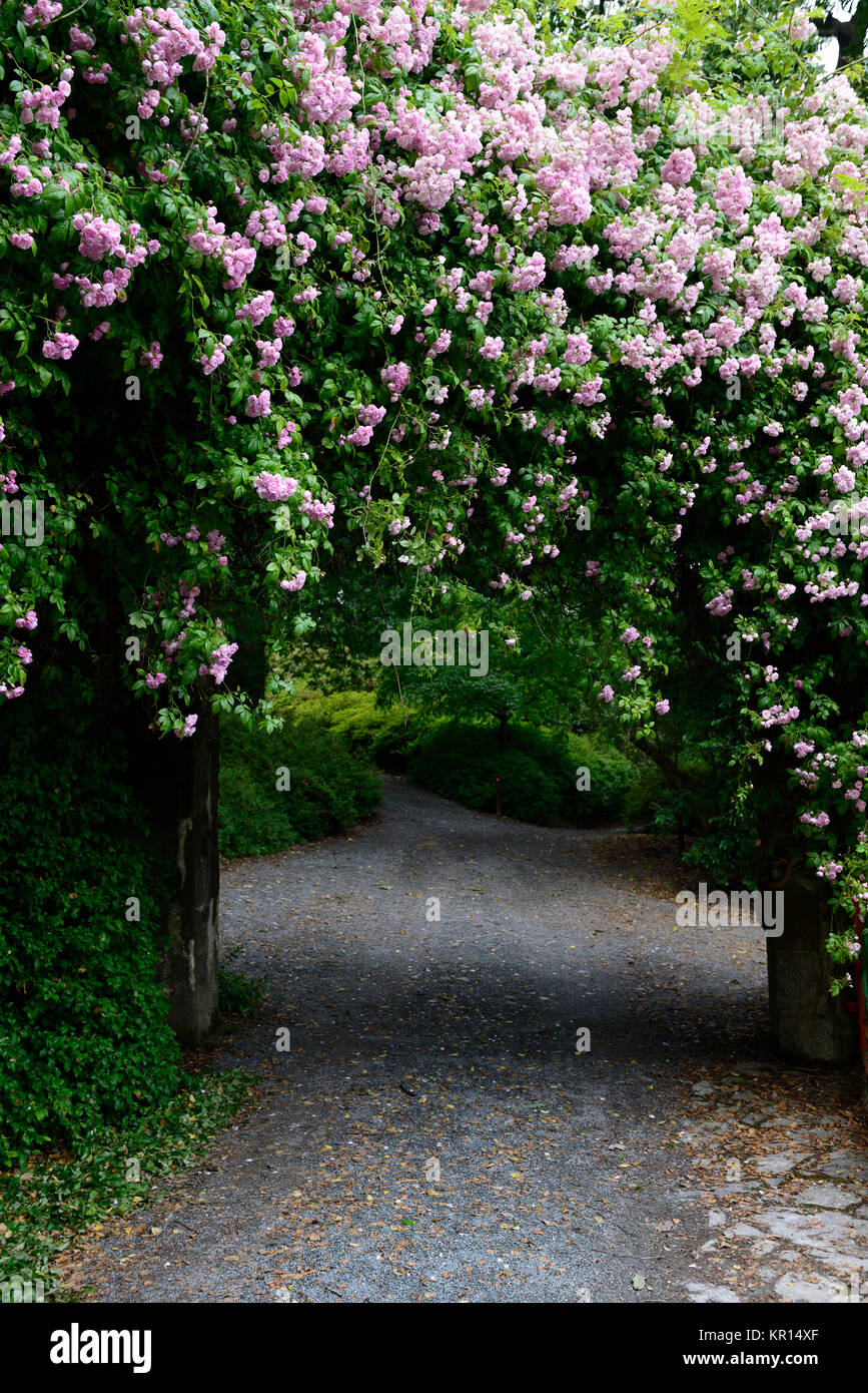 Rosa Pauls Himalayan Musk, scalata, scalatore,rosa,rose,rosa,fiori,fiore,fioritura,RM Floral Foto Stock