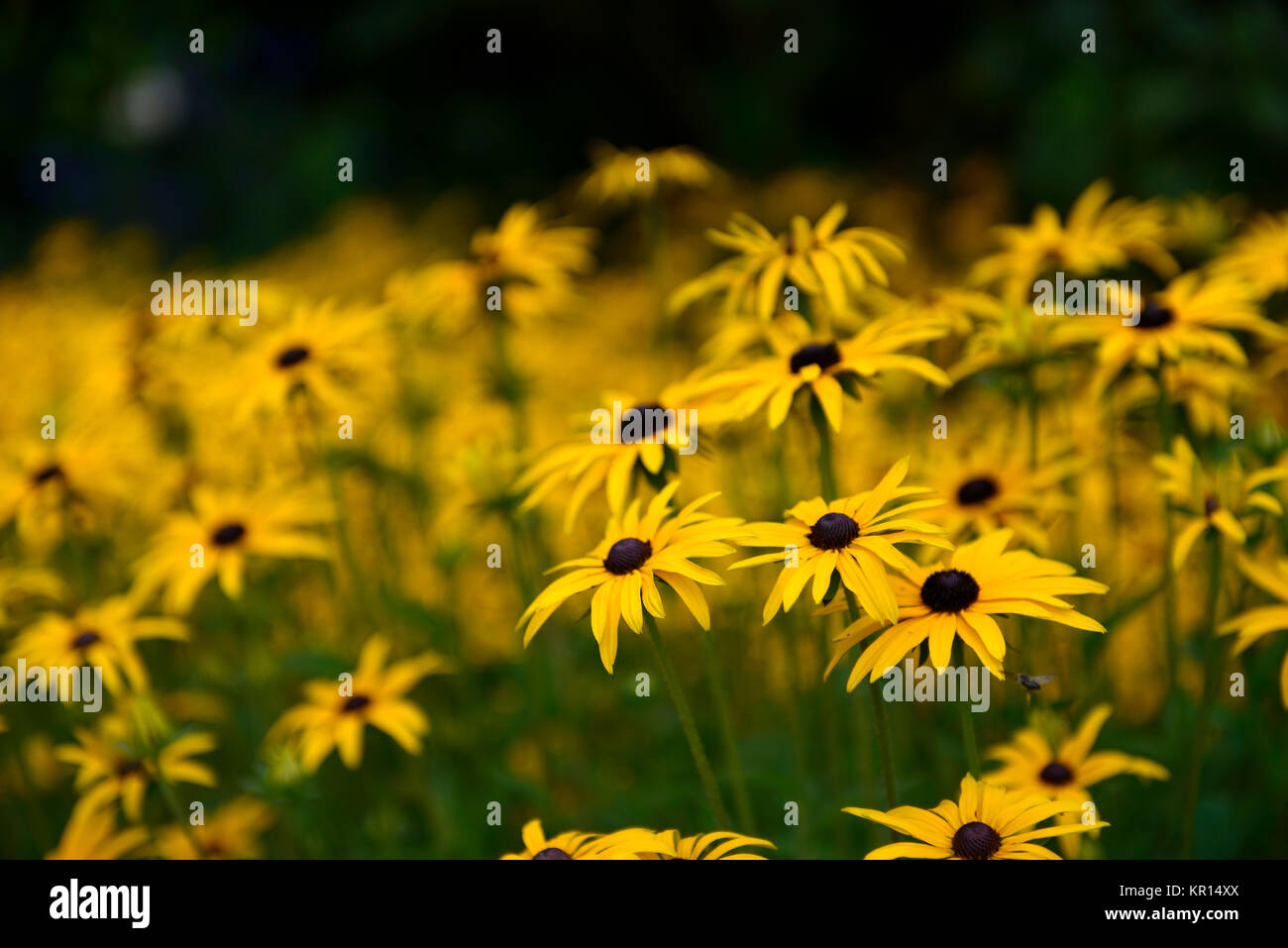 Rudbeckia hirta,black-eyed susan,l'oro,giallo,fiore,fiori,fioritura,perenni, tarda estate,inizio autunno,RM Floral Foto Stock