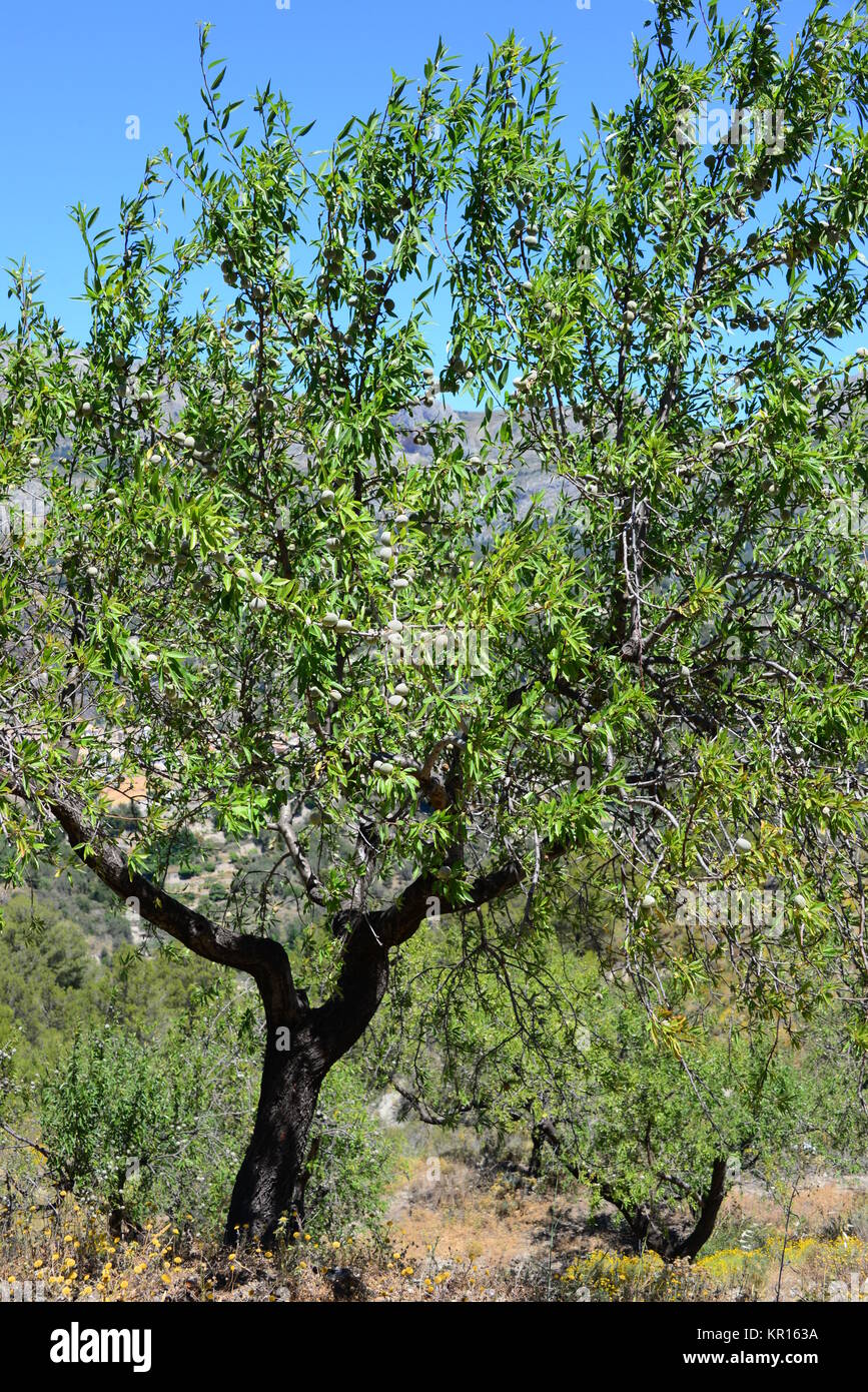 Mandelbaum in Spagna Foto Stock