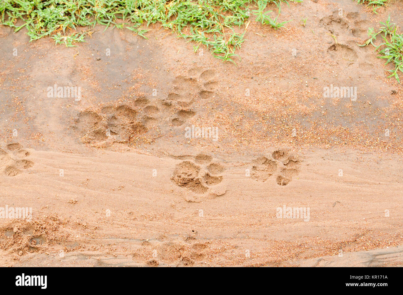 African Lion tracce nel fango Foto Stock