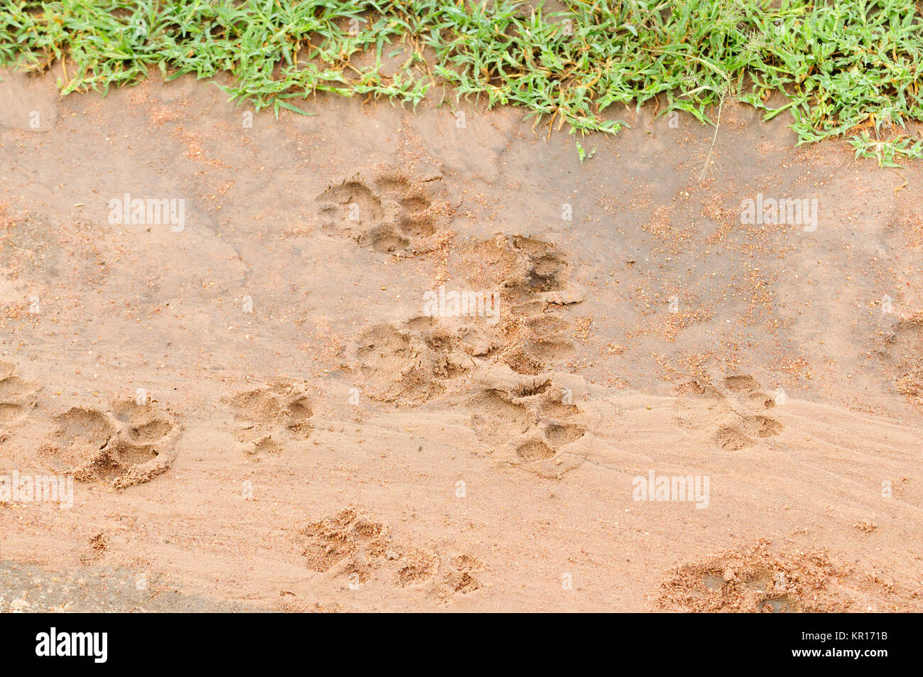 African Lion tracce nel fango Foto Stock