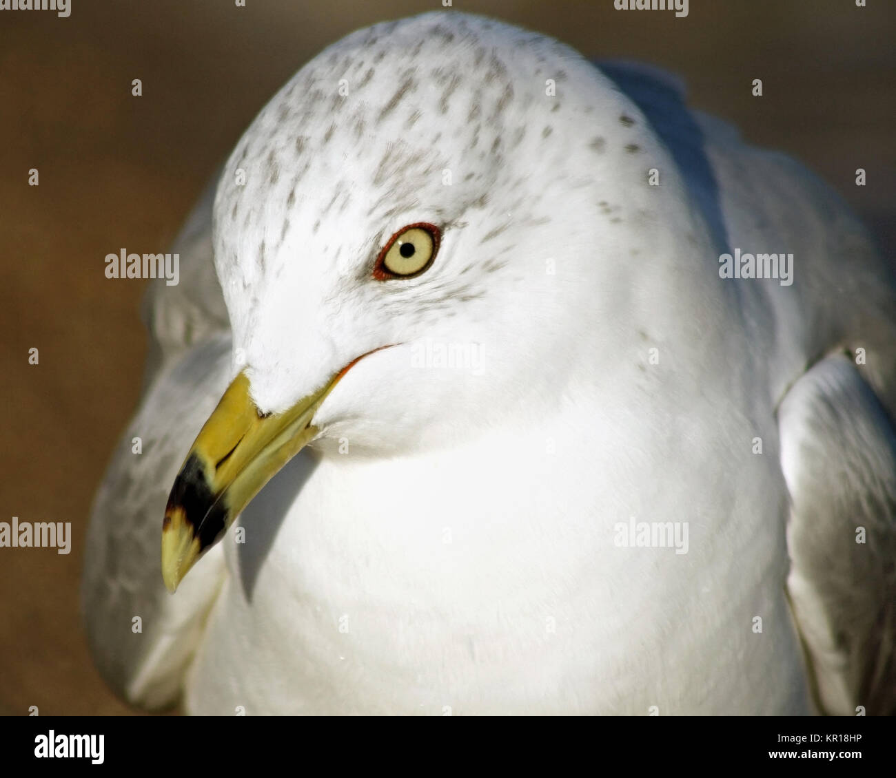 Close up Ring-Billed seagull con il suo caratteristico becco e gli occhi gialli Foto Stock