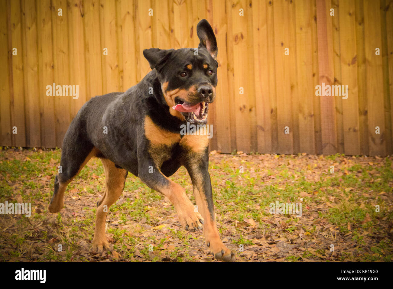 Rottweiler cane che corre in un giardino Foto Stock
