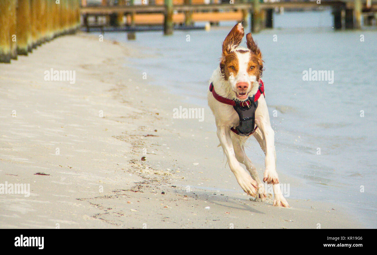 Brittany spaniel cane che corre su Sunset Beach, Florida, Stati Uniti Foto Stock