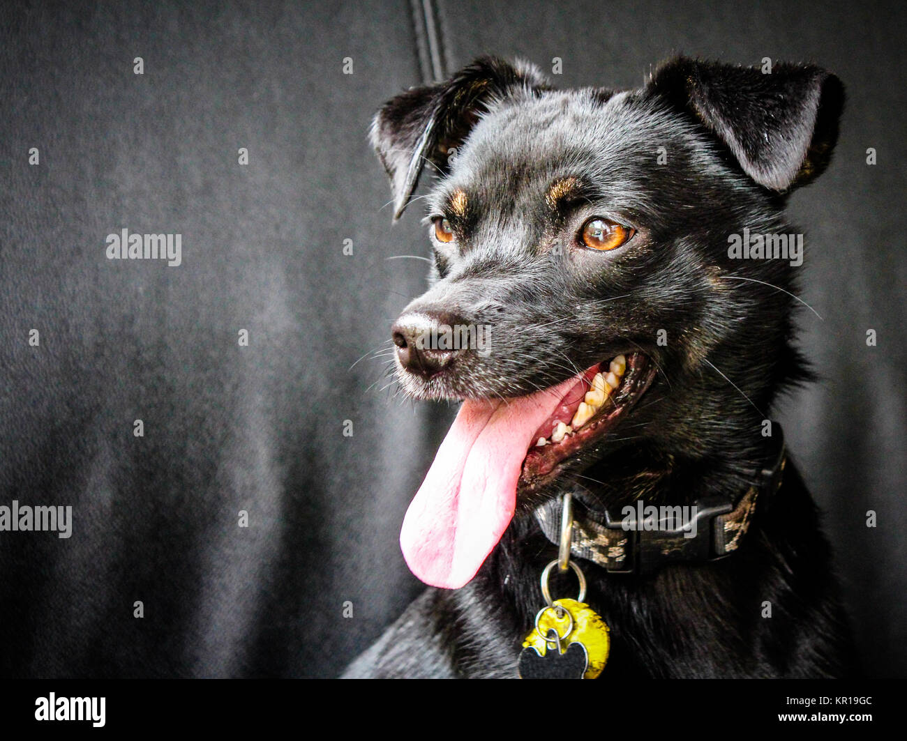 Ritratto di un chihuahua dog sitter su un lettino Foto Stock