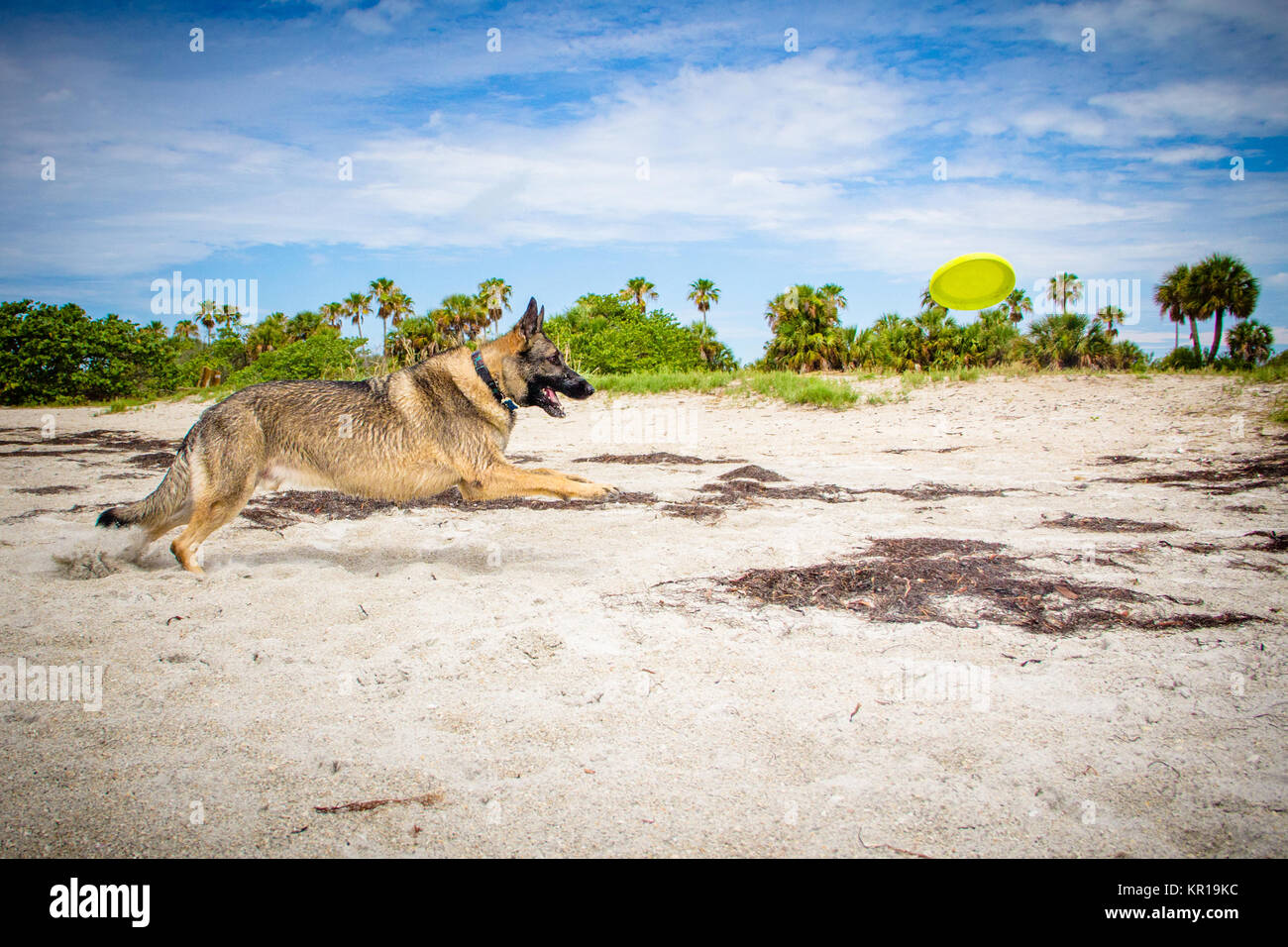 Cane da pastore tedesco che corre lungo la spiaggia, Fort de Soto, Florida, Stati Uniti Foto Stock