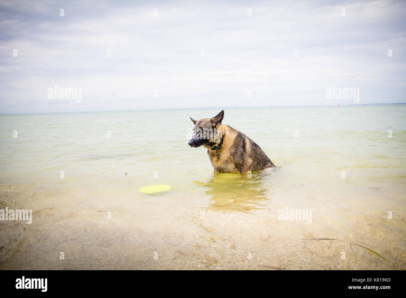 Cane da pastore tedesco che preleva un frisbee nell'oceano, Fort de Soto, Florida, Stati Uniti Foto Stock