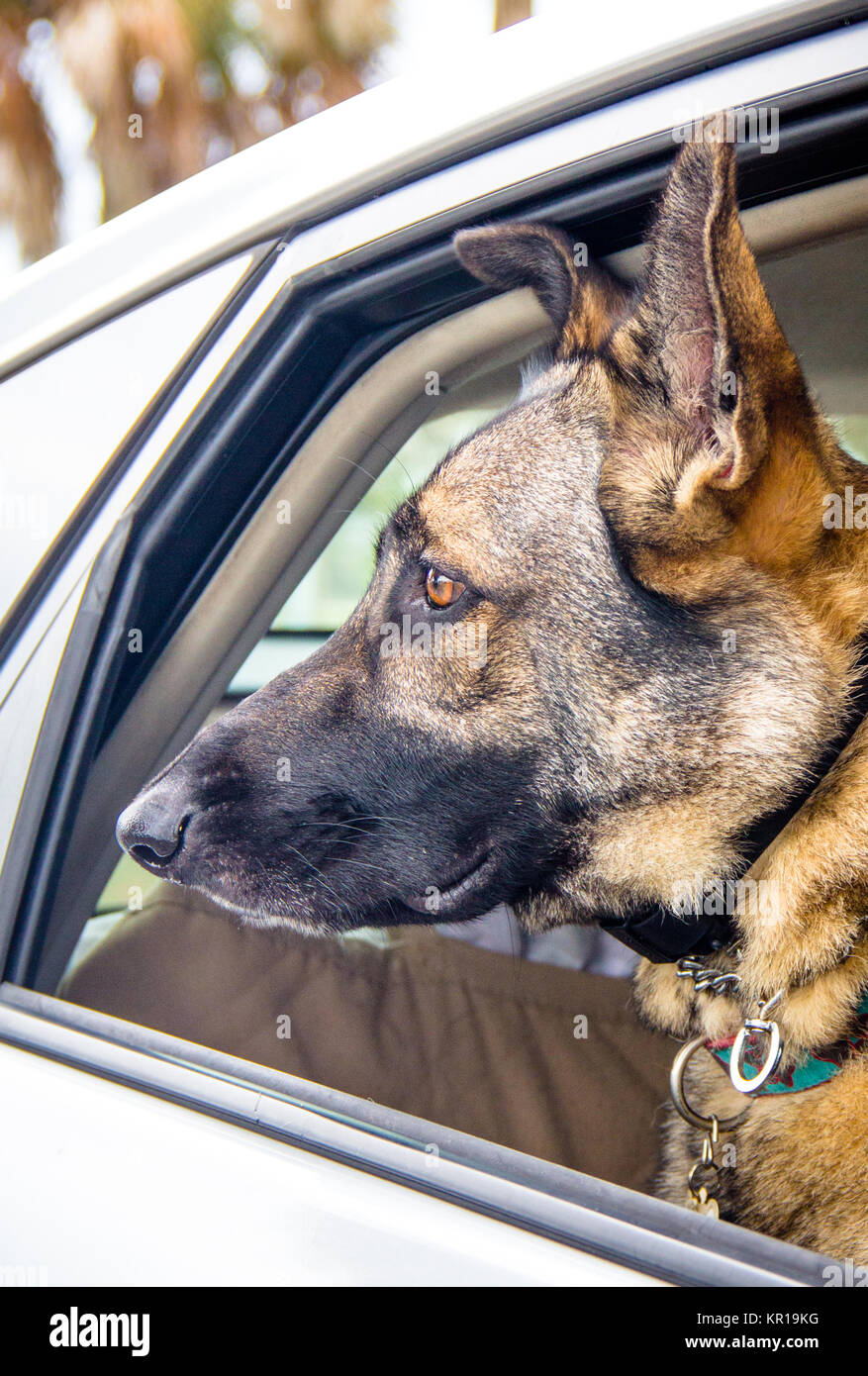 Pastore Tedesco cane guardando dal finestrino di una macchina Foto Stock