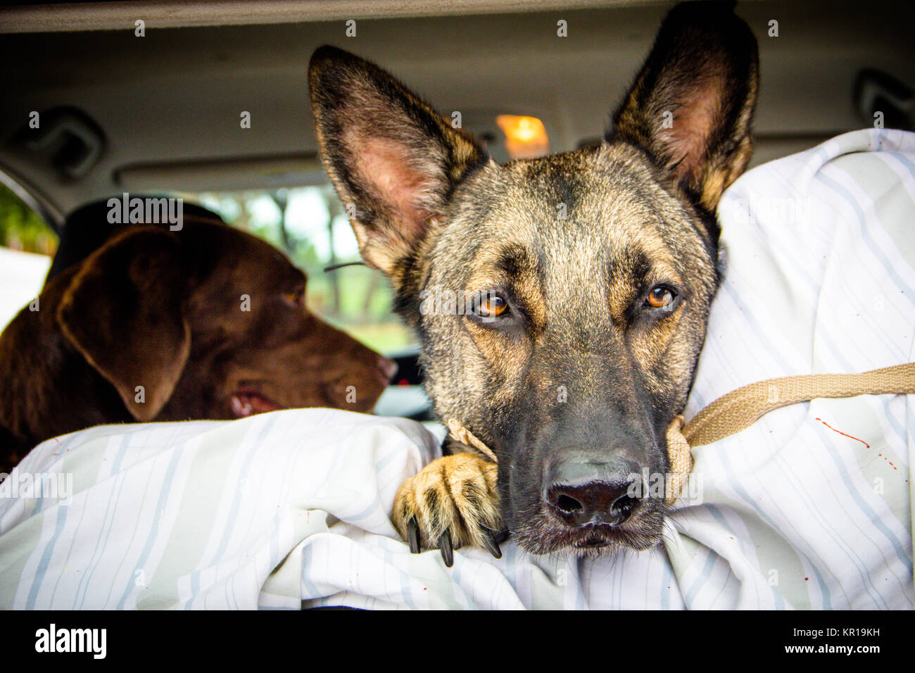 Pastore Tedesco cane giacente nel retro di un automobile Foto Stock