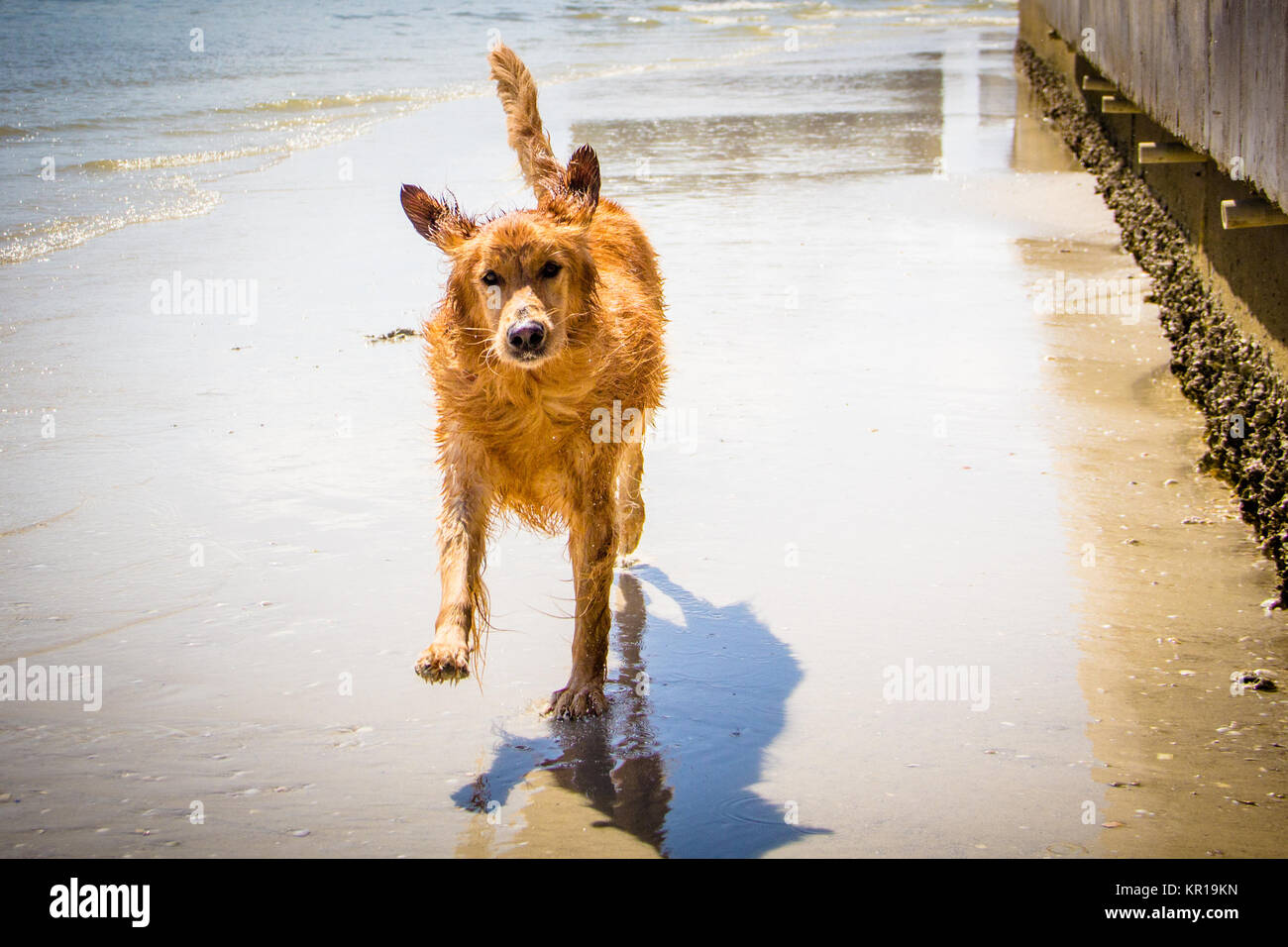 Il golden retriever cane che corre lungo la spiaggia Foto Stock