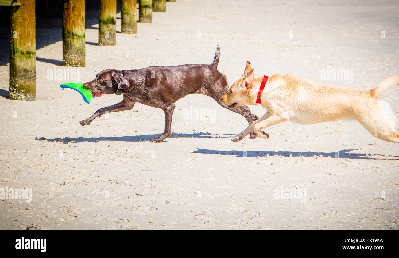 Due cani giocando sulla spiaggia con un giocattolo Foto Stock