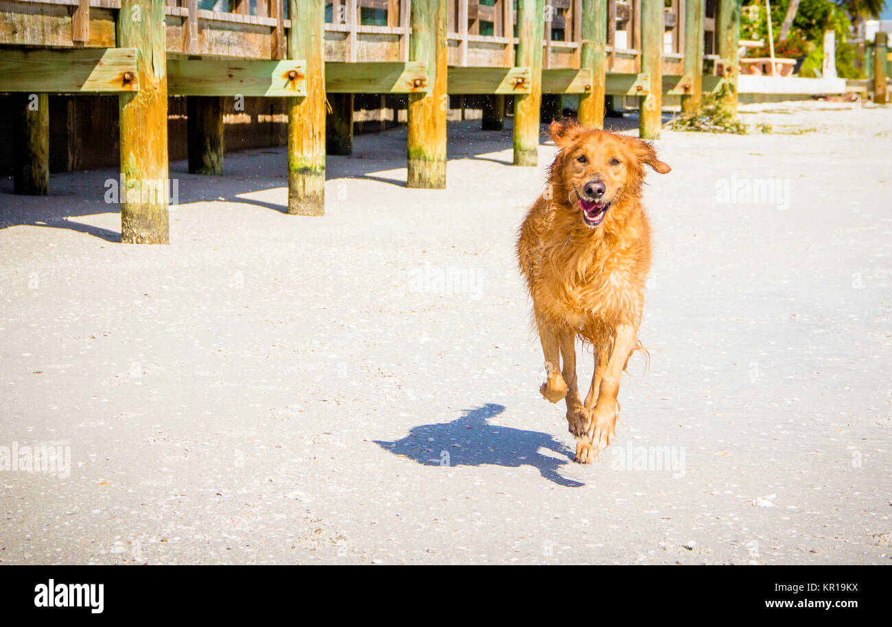 Il golden retriever cane che corre lungo la spiaggia Foto Stock