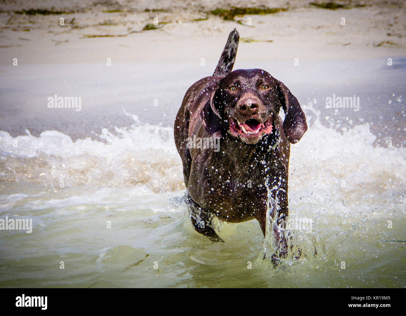 Il tedesco shorthaired puntatore cane che corre in ocean Foto Stock