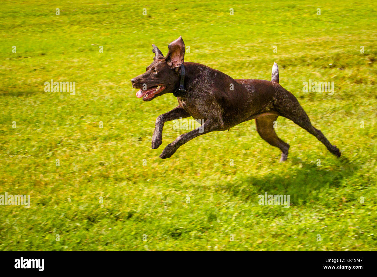 Il tedesco shorthaired puntatore cane che corre nel parco pubblico Foto Stock