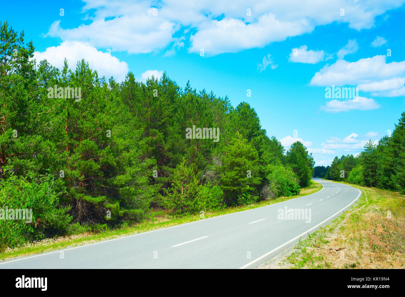 Foresta Strada asfaltata Foto Stock