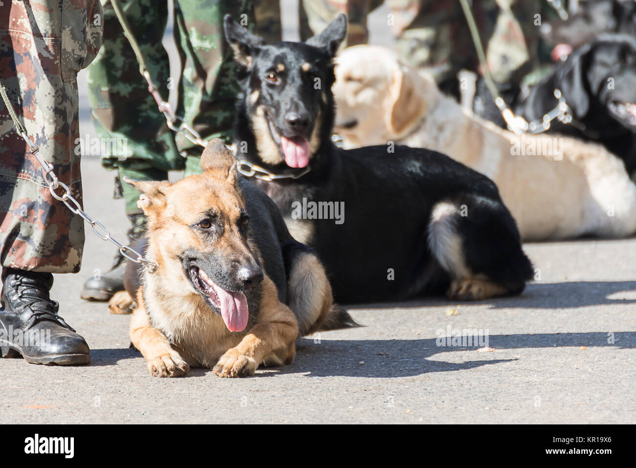 Addestramento cani della guerra Foto Stock