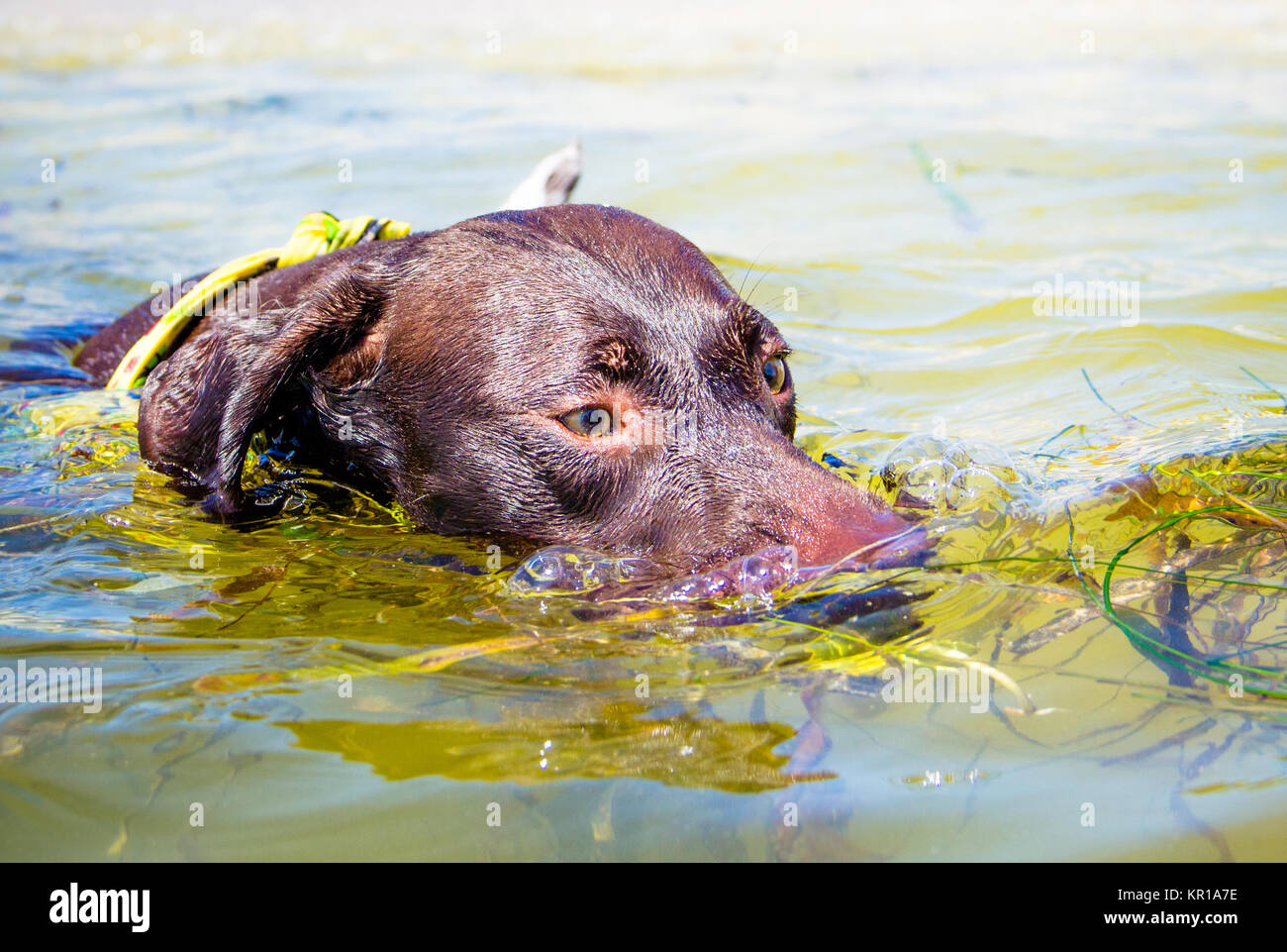 Cane tedesco con puntatore in piscina in oceano, Fort de Soto, Florida, Stati Uniti Foto Stock