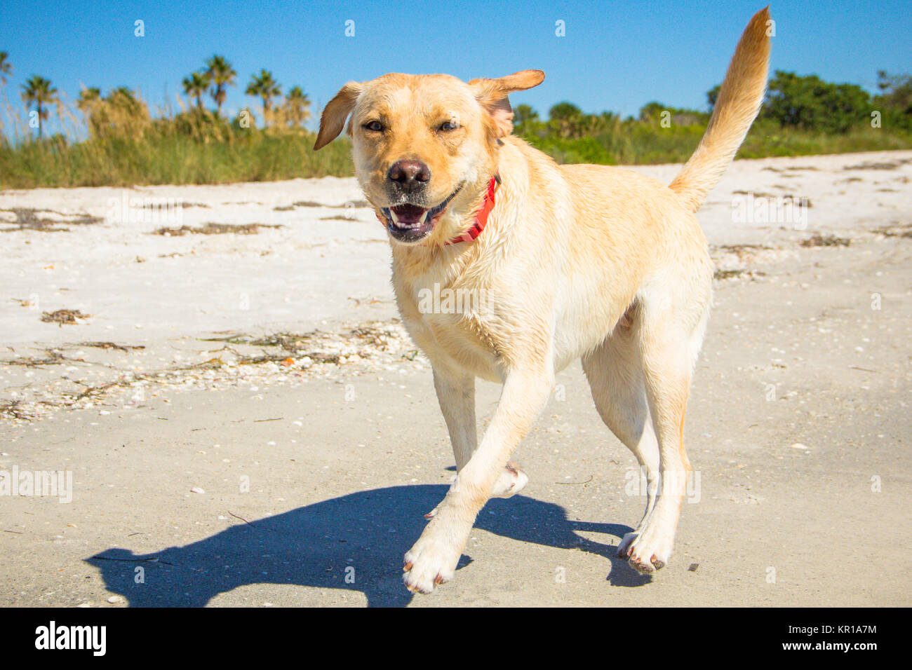 Labrador Retriever cane camminare lungo la spiaggia, Fort de Soto, Florida, Stati Uniti Foto Stock