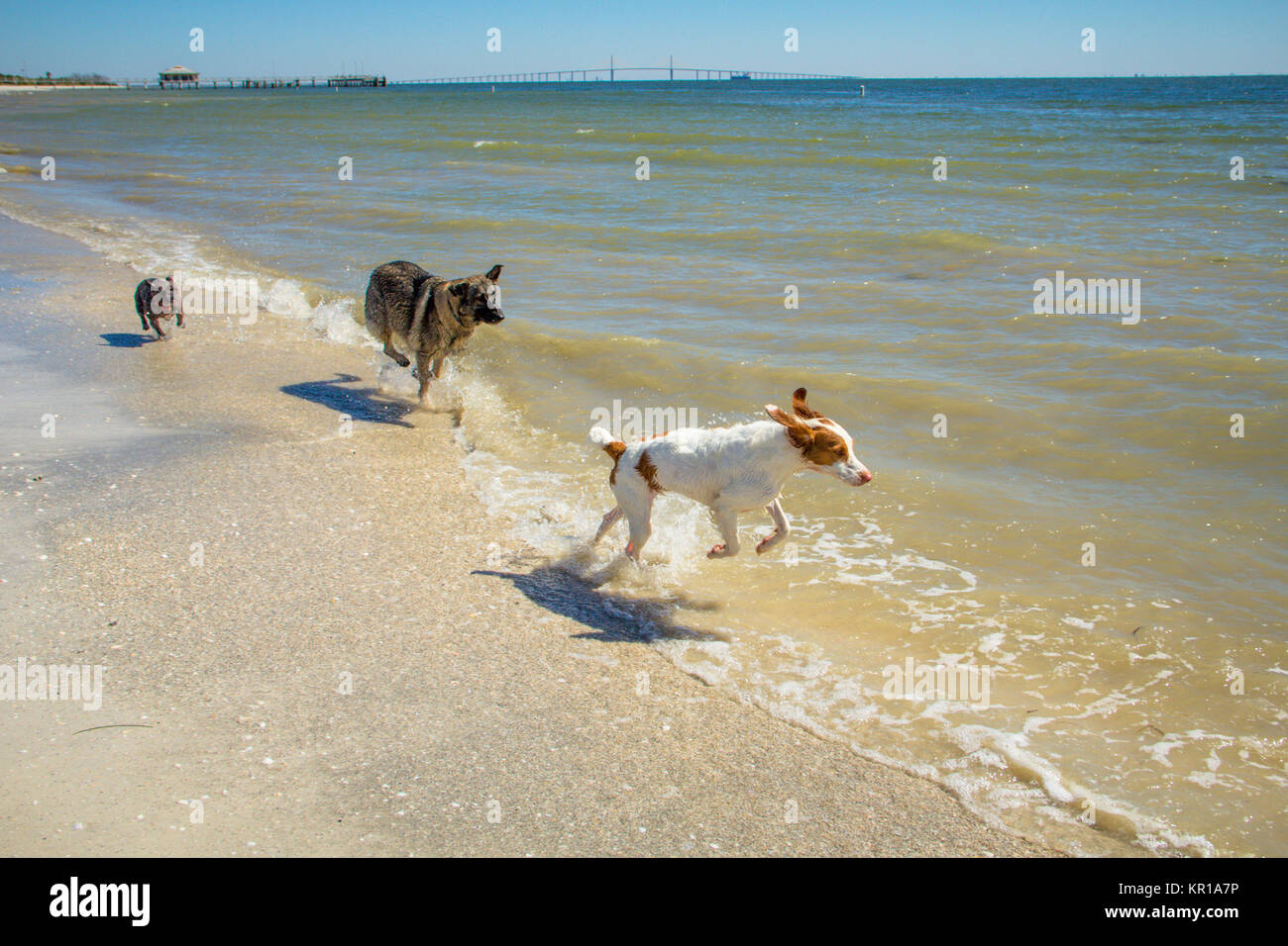 Tre cani che corrono lungo la spiaggia, Fort de Soto, Florida, Stati Uniti Foto Stock