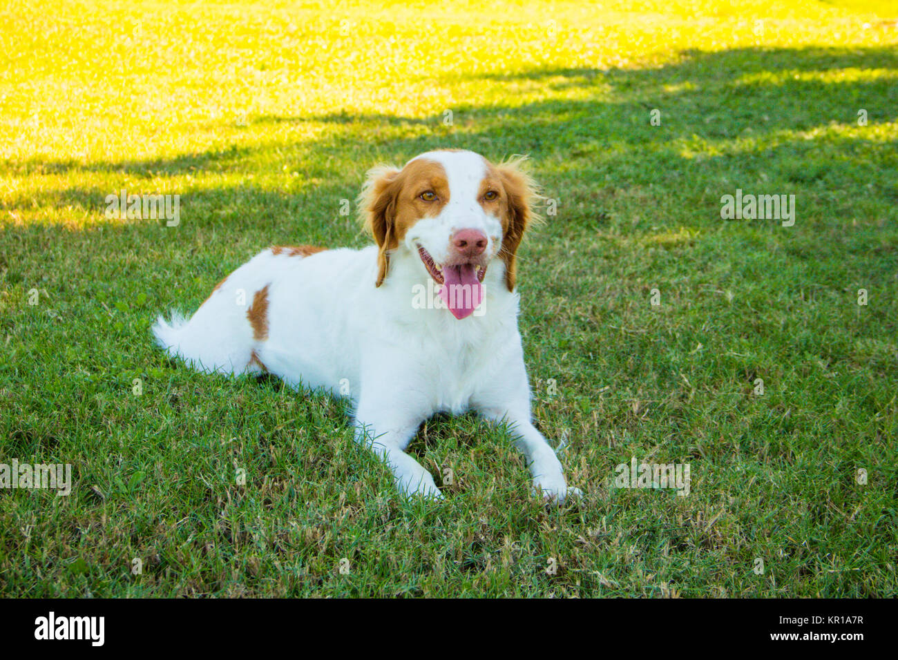 Epagneul Breton cane sdraiati sull'erba Foto Stock