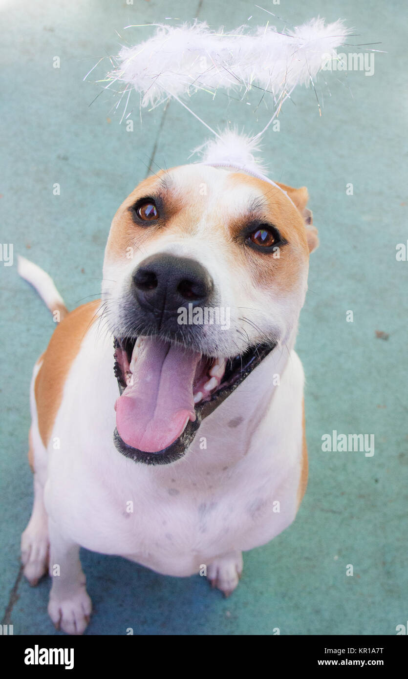 Hound dog indossando un alone con archetto Foto Stock