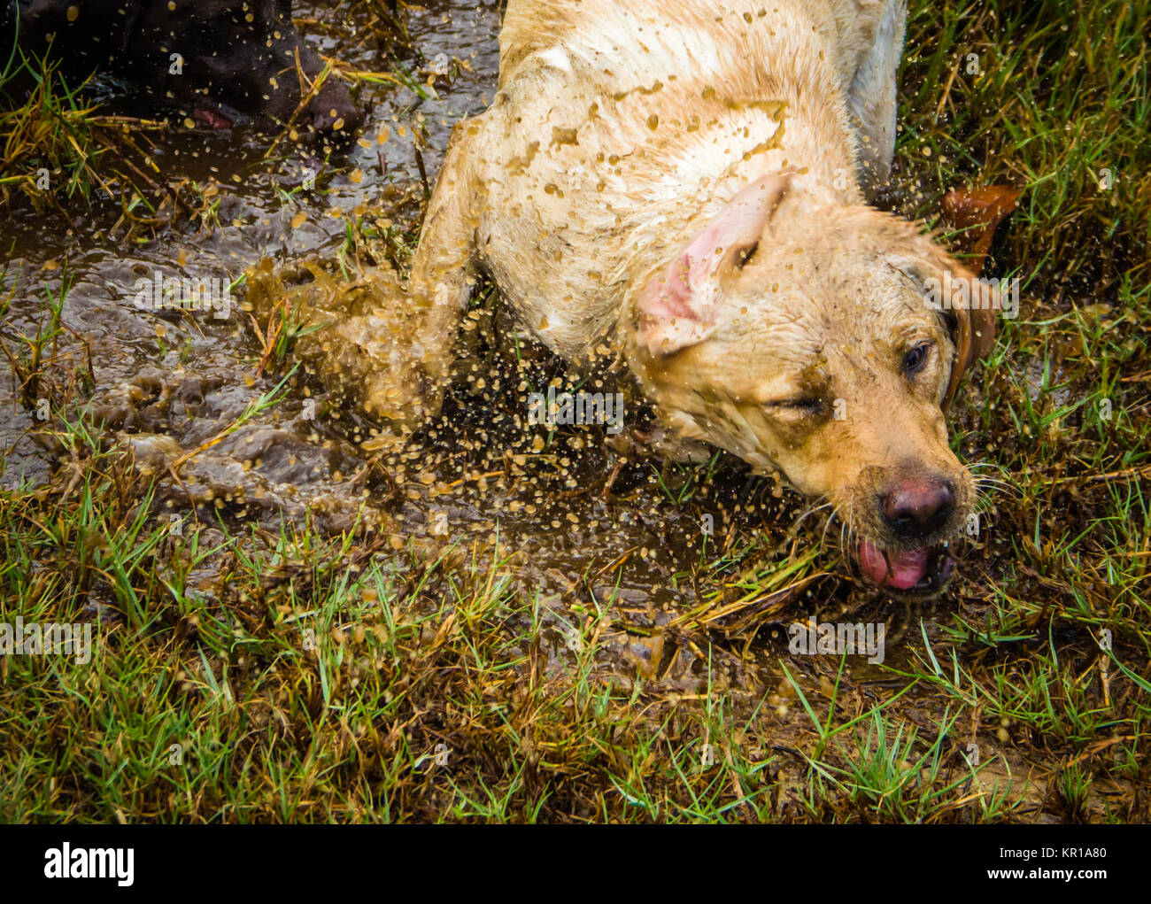 Cane giocando in acqua fangosa Foto Stock