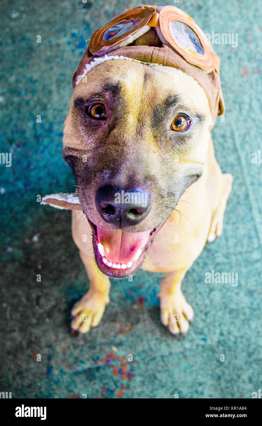 Bocca nera cur cane indossando un cappello di aviazione Foto Stock