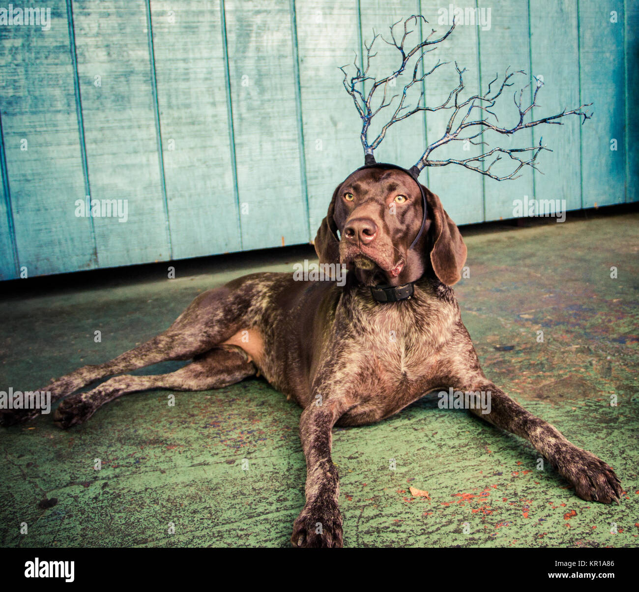 Il tedesco shorthaired puntatore cane indossando un archetto di corna Foto Stock