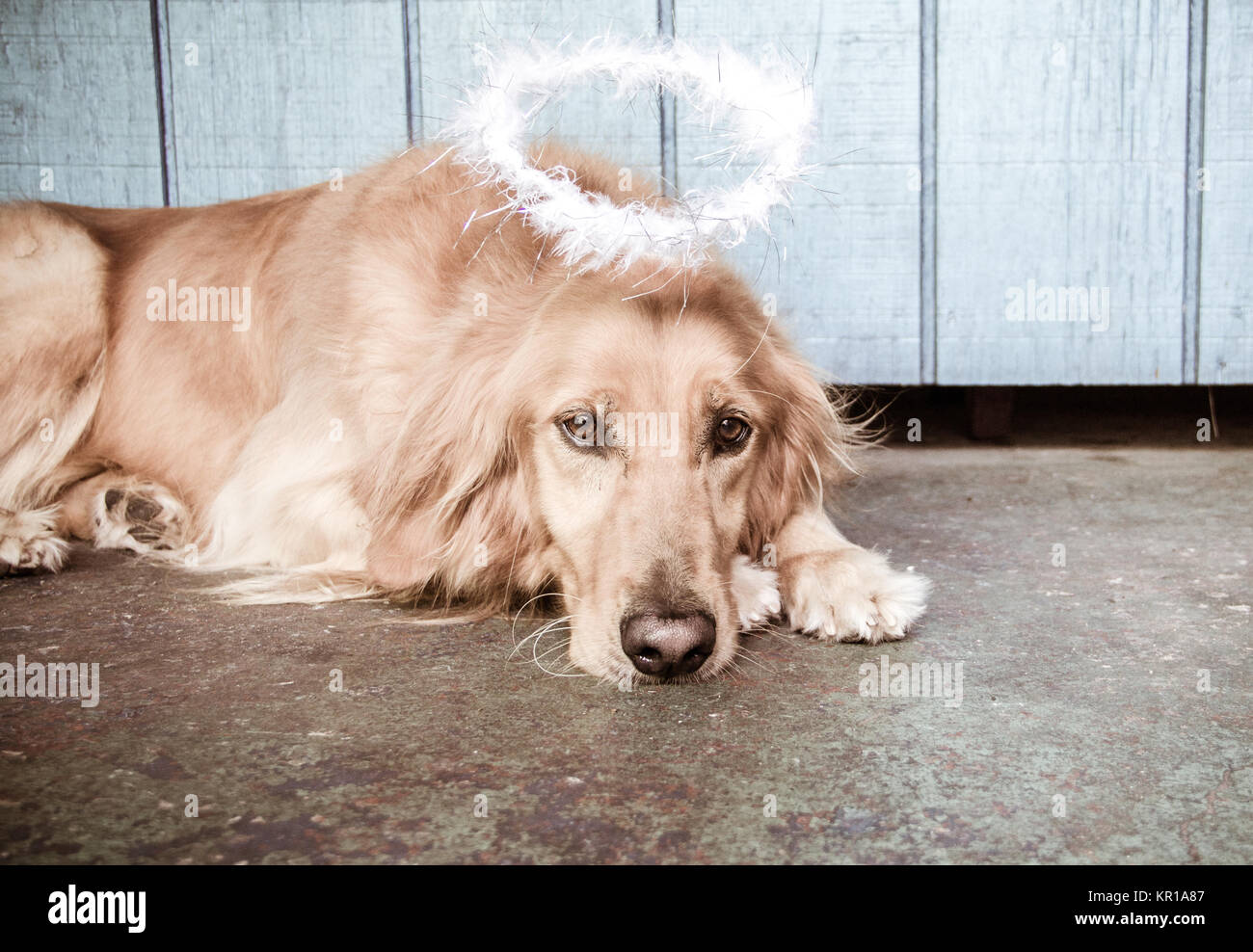 Il golden retriever cane con un alone sopra la sua testa Foto Stock