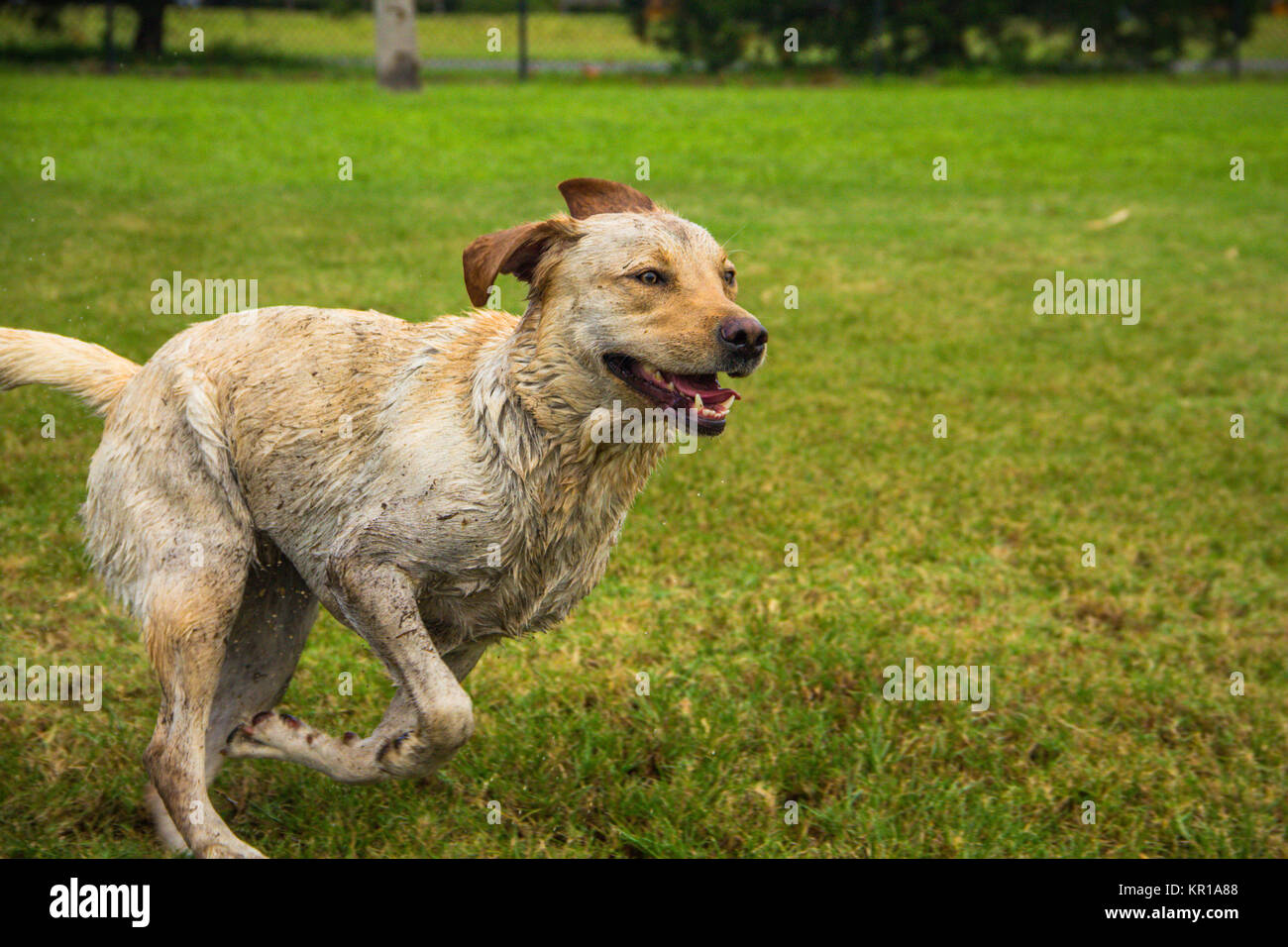 Il Labrador retriever cane che corre in un parco pubblico Foto Stock