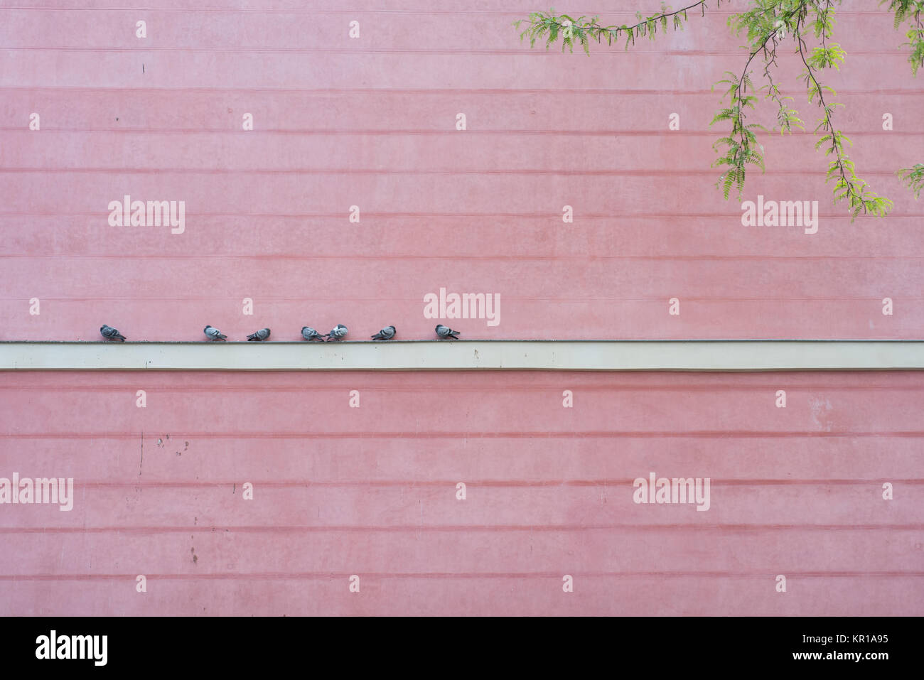 Piccioni su una parete rosa Foto Stock