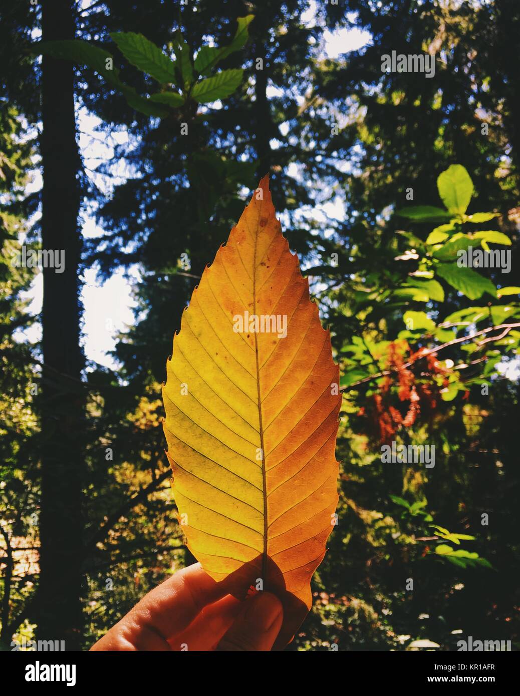 Donna di mano che regge una foglia di autunno Foto Stock