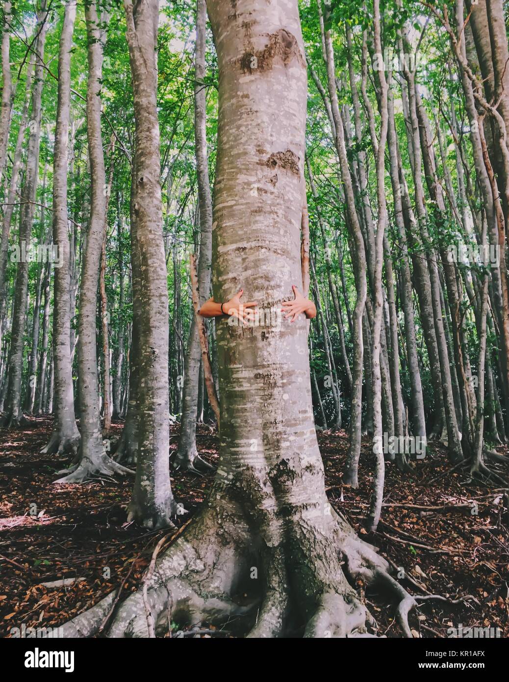 La ragazza che abbraccia un albero Foto Stock